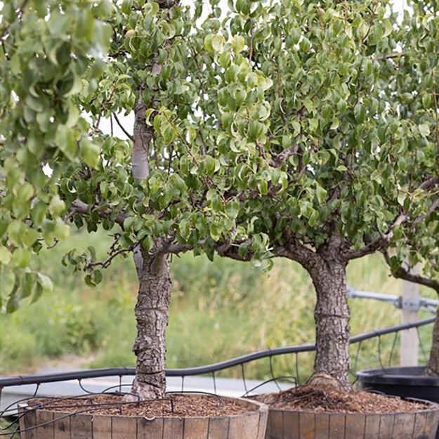 Image de Pyrus comm. Doy. Comice in tonneau de vin