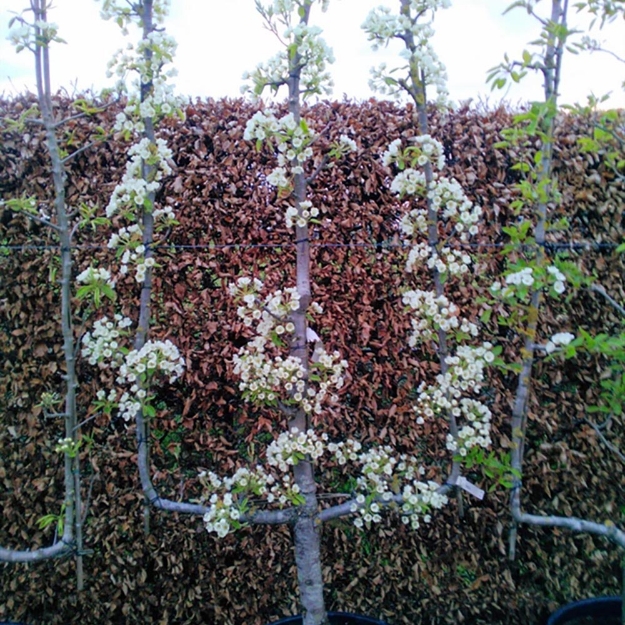 Image de Pyrus comm. 3-arm