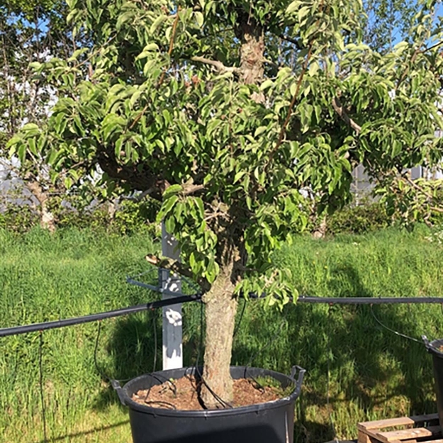 Image de Pyrus comm. Gieser Wildeman 25 ans