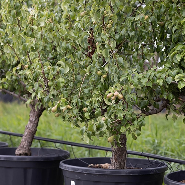 Image de Pyrus comm. Doy. du Comice 25 jr