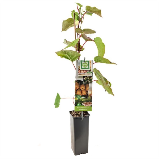 Image de Actinidia chinensis Golden Kiwi