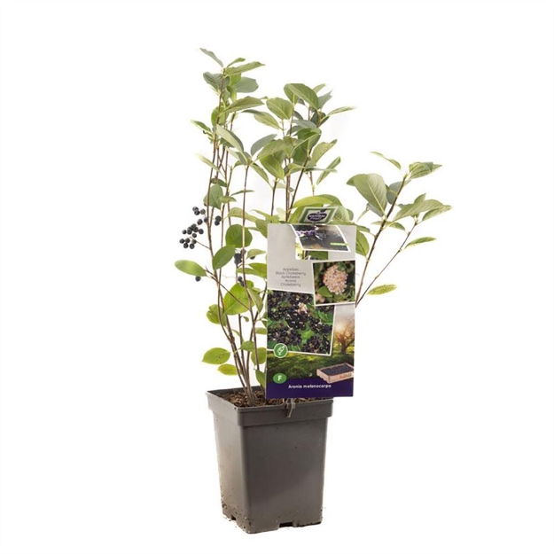 Image de Aronia melanocarpa