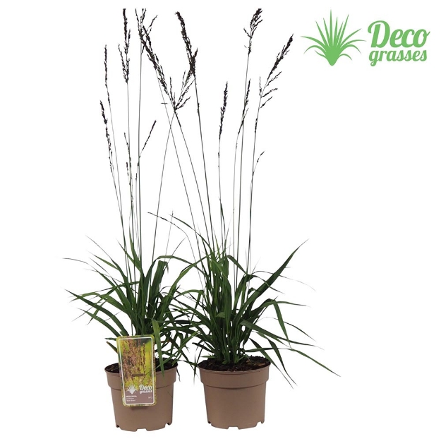 Image de Molinia arundinacea 'Black Arrows' - pot 19 cm