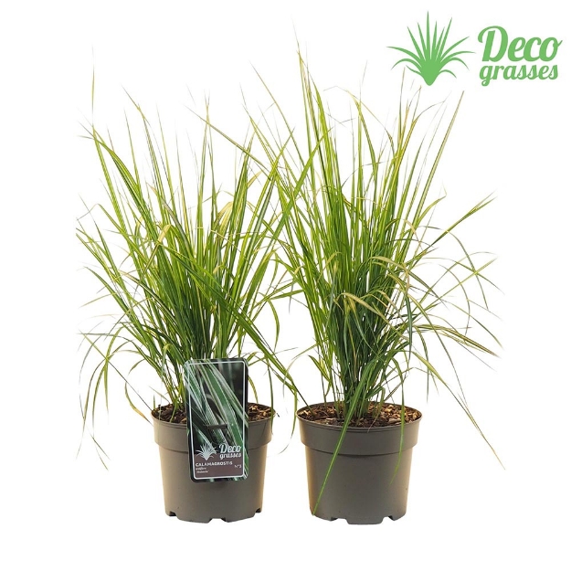 Image de Calamagrostis acutiflora 'Avalanche' - pot 19 cm