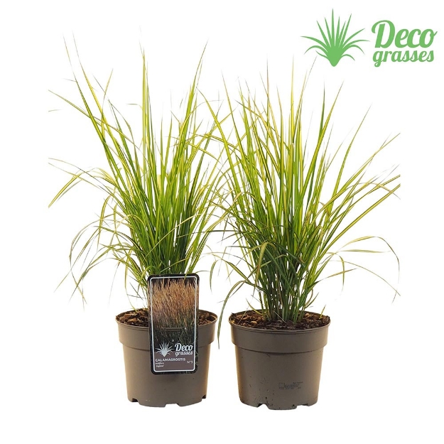 Image de Calamagrostis acutiflora 'England' - pot 19 cm