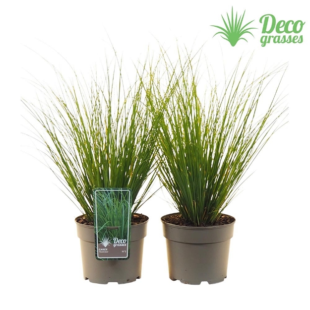 Image de Carex howardii 'Phoenix Green' - pot 19 cm