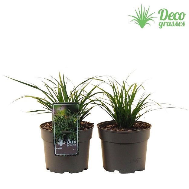 Image de Carex morowii - pot 19 cm