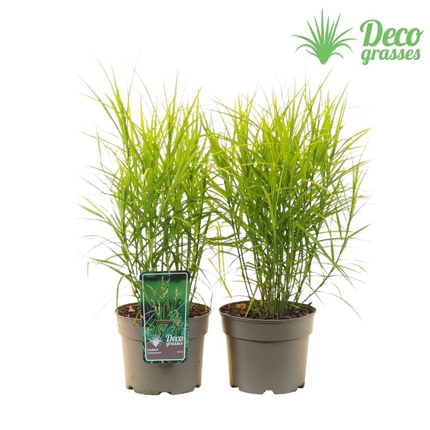 Image de Carex muskingumensis - pot 19 cm