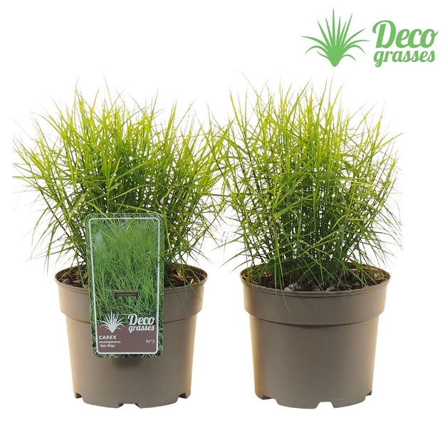 Image de Carex muskingumensis 'Little Midge' - pot 19 cm