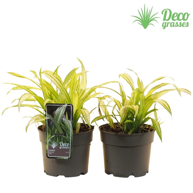 Image de Carex siderosticha 'Shiro' - pot 19 cm