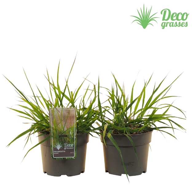 Image de Eragrostis spectabilis - pot 19 cm