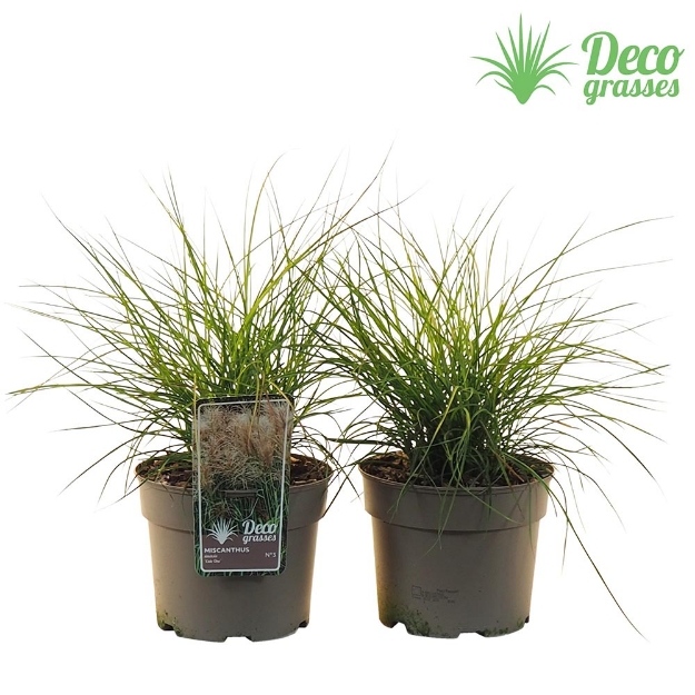 Image de Miscanthus sinensis 'Cute One'® - pot 19 cm