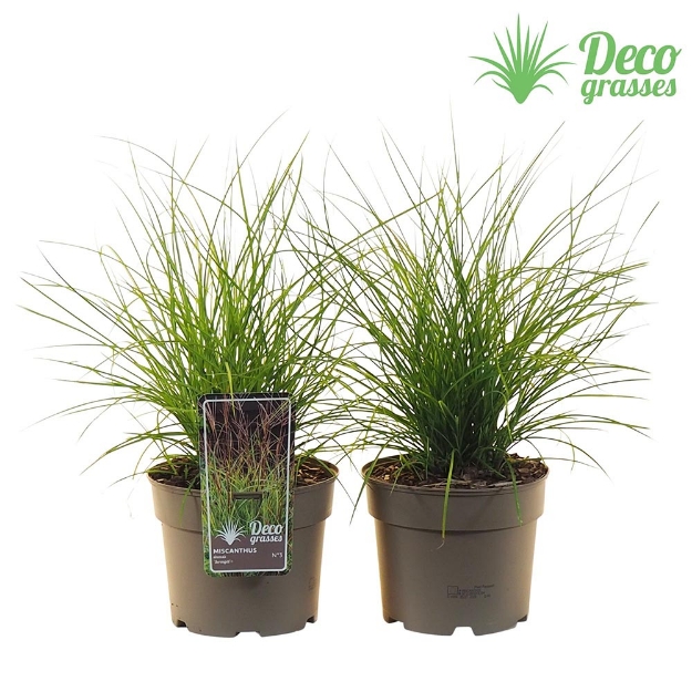 Image de Miscanthus sinensis 'Serengeti'® - pot 19 cm