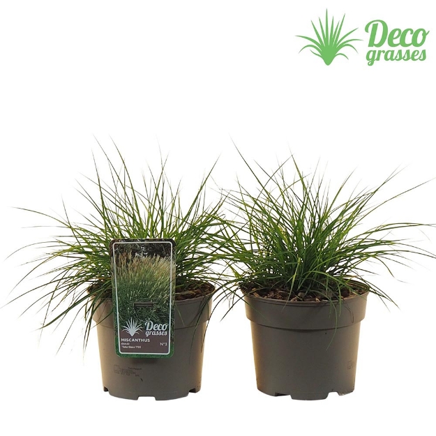 Image de Miscanthus sinensis 'Yaka Dance'® - pot 19 cm