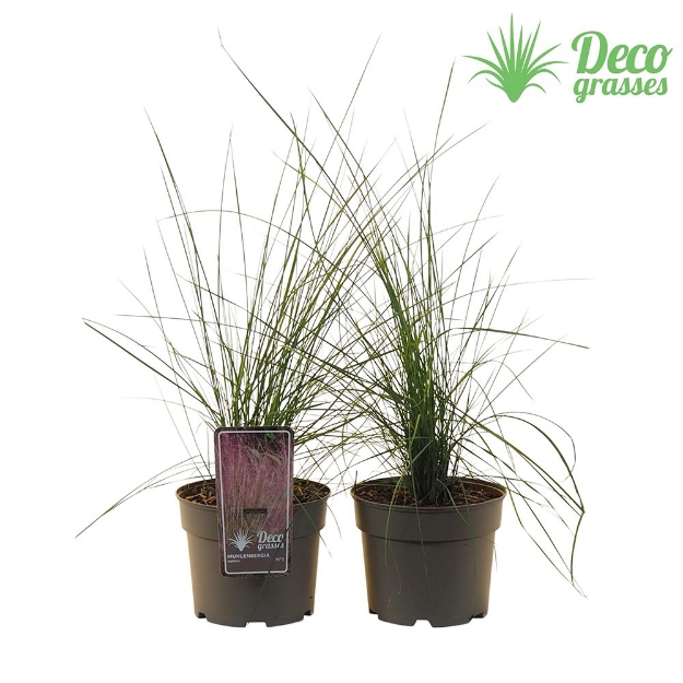 Image de Muhlenbergia capillaris - pot 19 cm