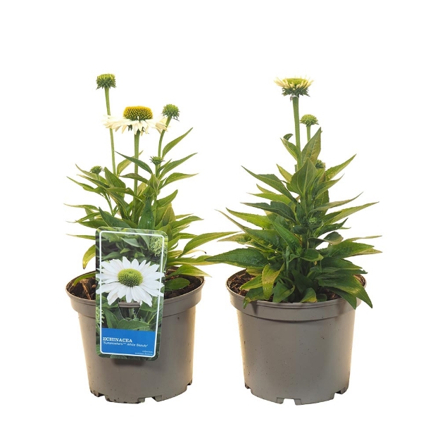 Image de Echinacea purpurea 'Sunsneekers White Beauty' - pot 19 cm