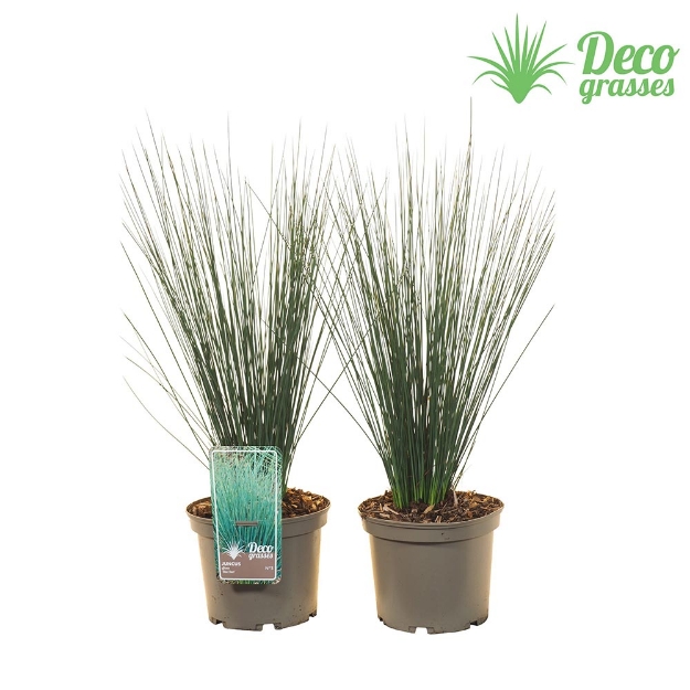 Image de Juncus inflexus 'Blue Dart' - pot 19 cm