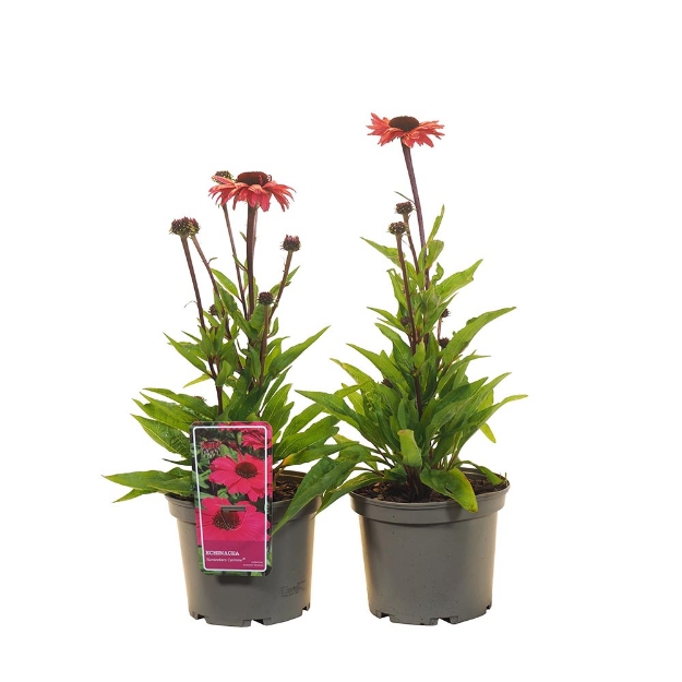 Image de Echinacea purpurea 'Sunsneekers™ Carmine' - pot 19 cm