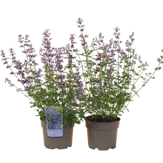 Image de Nepeta x faassenii 'Junior Walker' - pot 19 cm