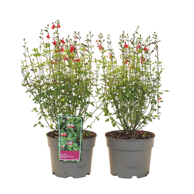 Image de Salvia microphylla 'Hot Lips' - pot 19 cm