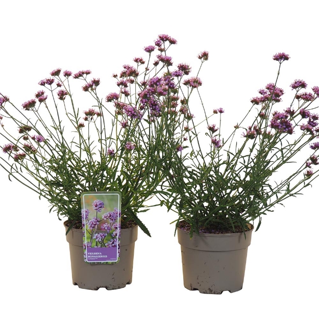 Image de Verbena bonariensis 'Lollipop' - pot 19 cm