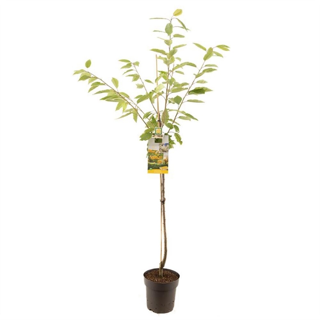 Image de Prunus avium Donissens Gold halfsta