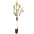 Image de Malus dom. Braeburn demi tige