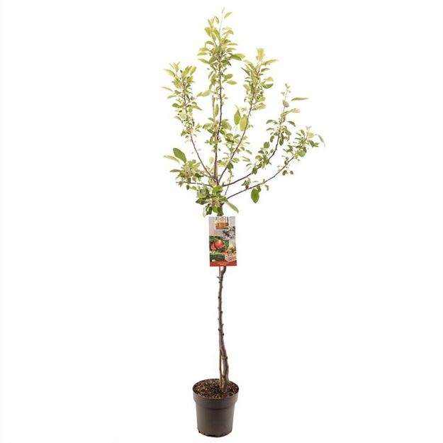 Image de Malus dom. Braeburn demi tige