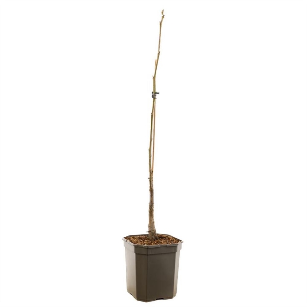 Image de Juglans regia Lange de Lod broche