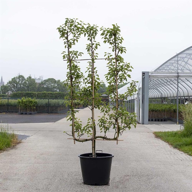 Image de Malus dom. 3-arm