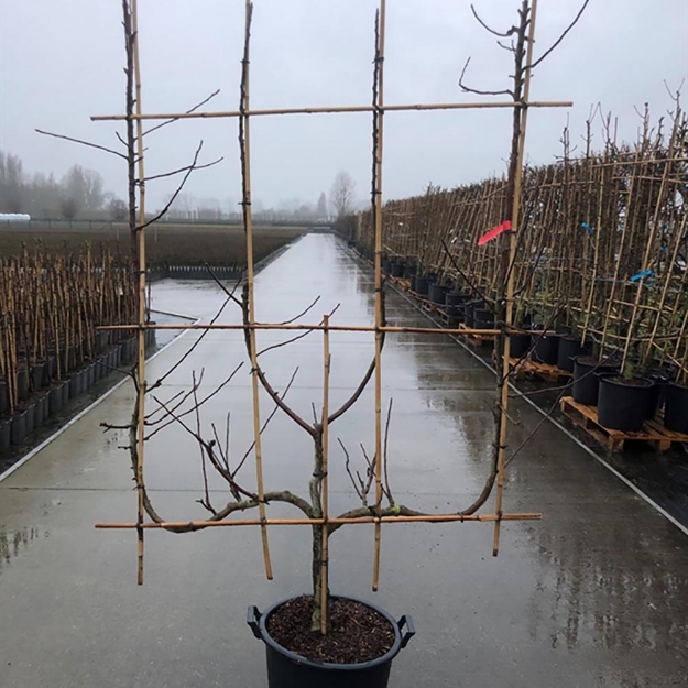 Image de Malus dom. 4-arm