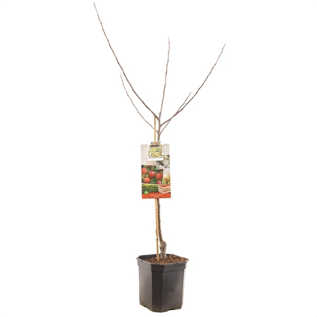 Image de Malus dom. Aroma bas tige