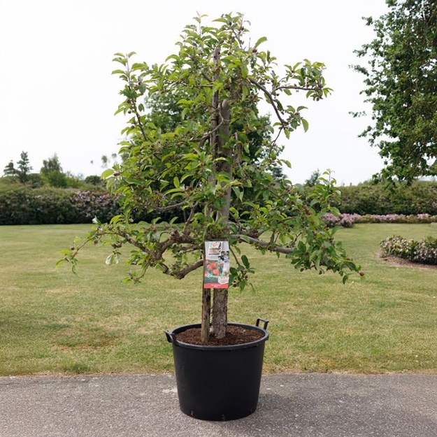 Image de Malus dom. Elstar 25 ans
