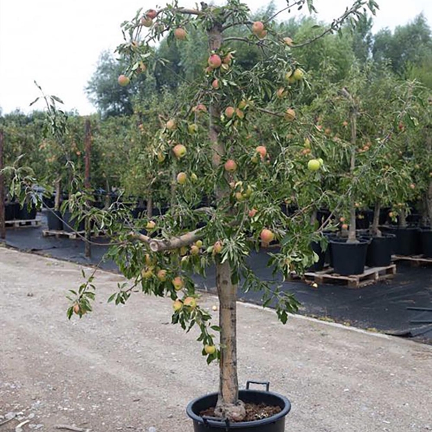 Image de Malus dom. Junami ± 12 ans