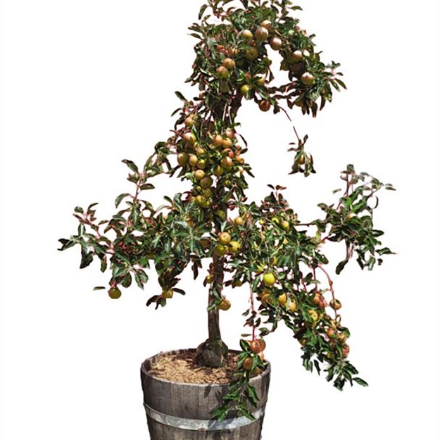 Image de Malus dom. Junami in tonneau de vin