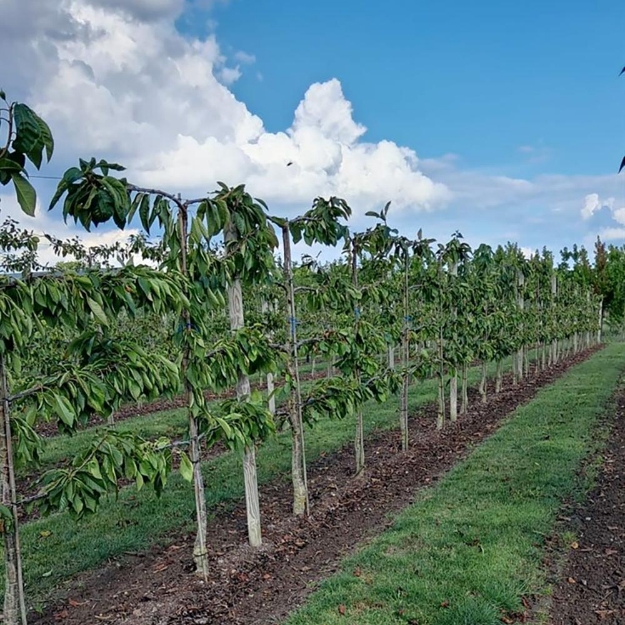 Image de Prunus avium 4-arm Horizon Sunburst