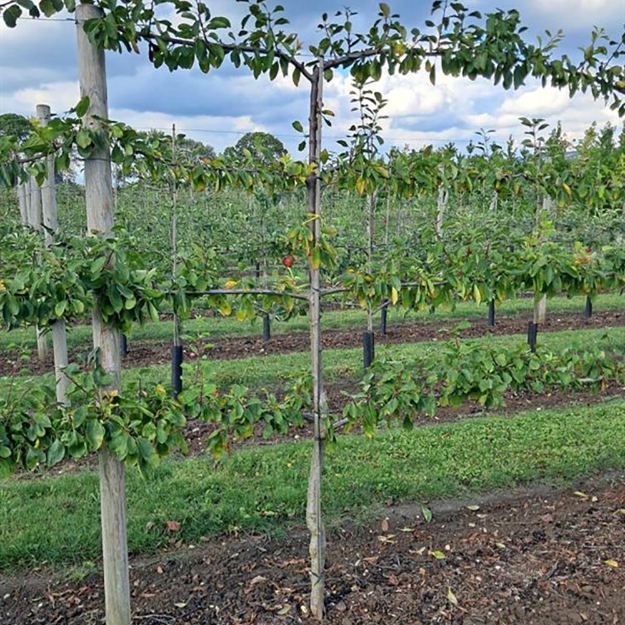 Image de Prunus dom. 4-arm Horizon. Ontario