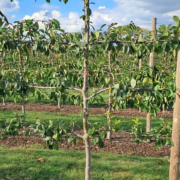 Image de Prunus dom. 4-arm Horizon. Victoria