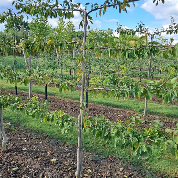 Image de Prunus dom. 4-arm Horizontaal Opal