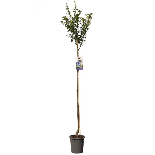 Image de Prunus dom. Hauszwetsche haut tige