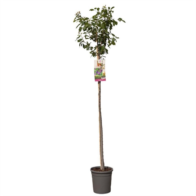 Image de Prunus dom. Stanley haut tige