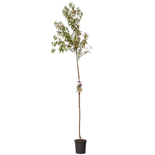 Image de Prunus persica Pêche haut tige