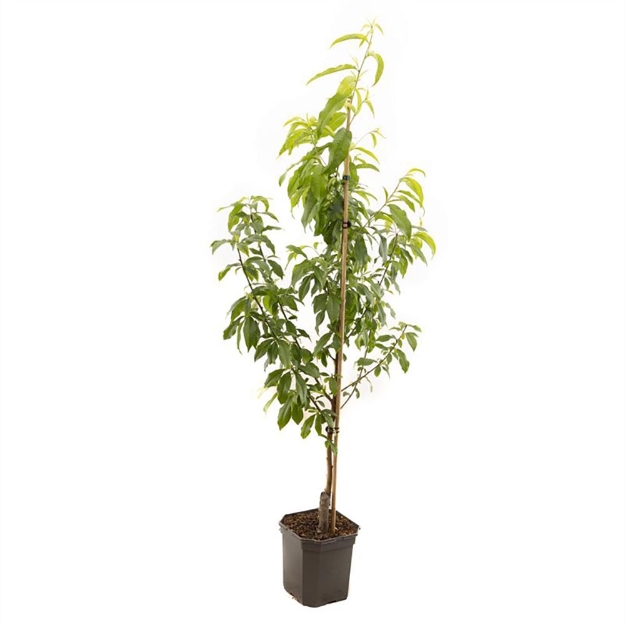Image de Prunus persica Riga bas tige