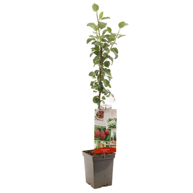 Image de Pyrus comm. Decora colonne
