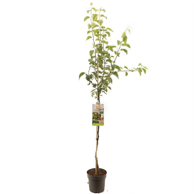 Image de Pyrus pyrifolia Shinseiki demi tige