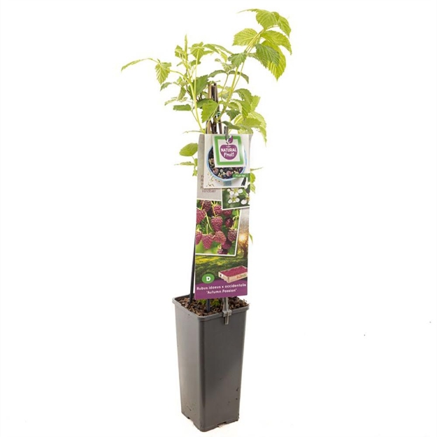 Image de Rubus id. x occidentalis Glen Coe - pot 11 cm