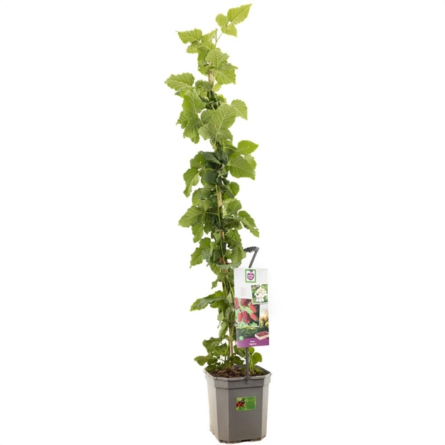 Image de Rubus Tayberry - pot 24 cm