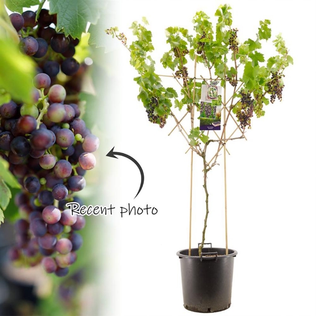 Image de Vitis vin. Monarch espalier ± 10 jr
