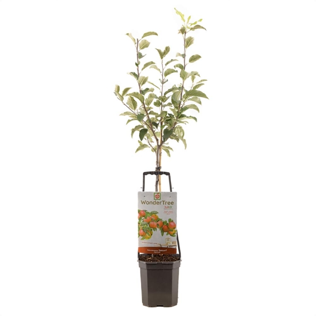 Image de Wonder Tree Delcorf