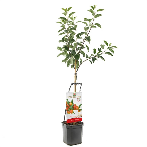 Image de Wonder Tree Ecolette